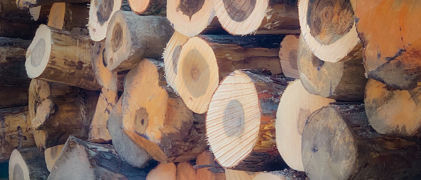 Cut ends of stacked softwood logs